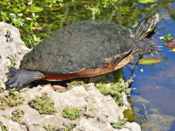 istock Florida Red-bellied Cooter (Pseudemys rubriventris) resting on a rock overlooking a lake 1357393020