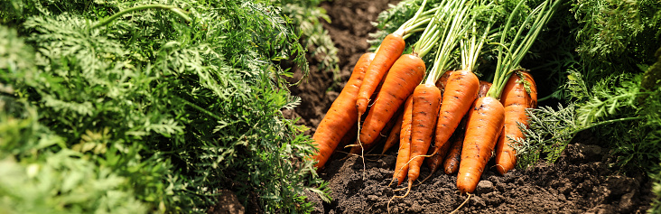 Pile of fresh ripe carrots on field. Banner design