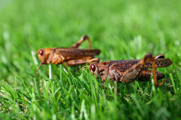 Brown grasshoppers on lawn outdoors. Wild insect
