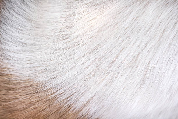 istock White brown furry dog soft texture line background 1357399619