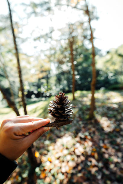 istock Pine cones in the green forest 1357400153