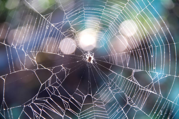istock Tropical small asia spider hanging on spider web in garden background 1357400512