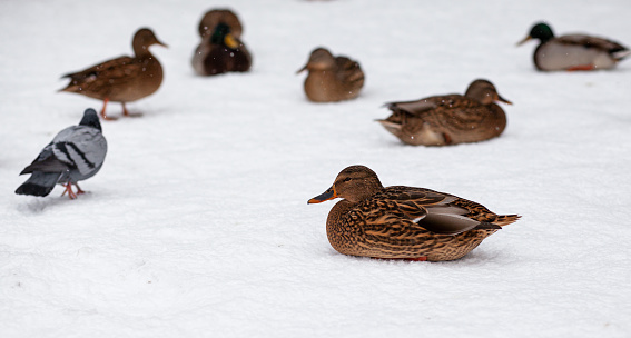 Waterfowl in a water during snowfall