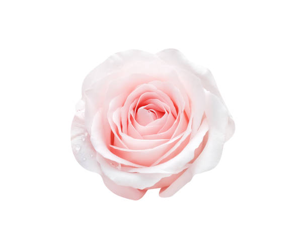 istock Single fresh rose light pink color with water dropds top view close up  isolated on white background , clipping path 1357400541