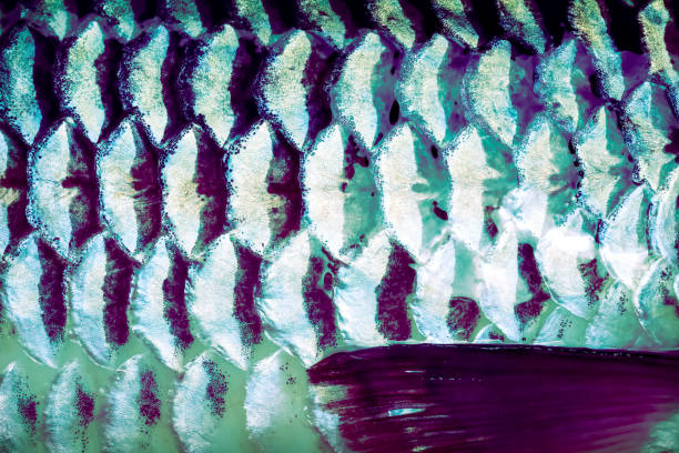 istock Fish scale texture and fin of common silver carb with seamless patterns for background 1357402790