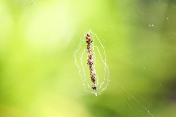 istock Small tropical asia spider hanging on spider web in blurred green garden background 1357403541
