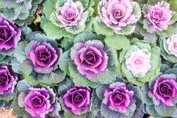 istock Purple cabbage or brassica oleracea top view in  vegetable farm background 1357403577