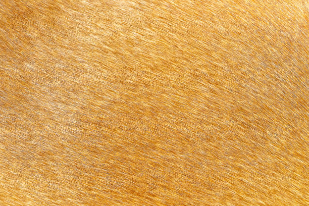 Close up of the fur of a deer