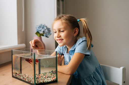 Happy funny little girl watching little goldfish in aquarium, tapping on glass, attracting attention. Portrait of pretty cheerful preschool kid playing with gold fish at home.
