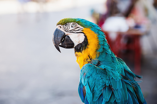Beautiful blue-and-yellow macaw in Rhodes, Greece