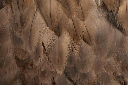 Close-up of the texture of eagle feathers.