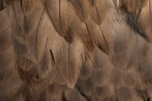 Close-up of the texture of eagle feathers stock photo