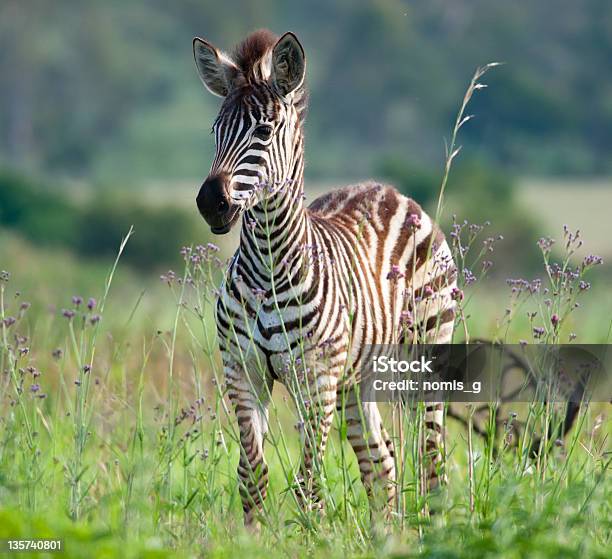 Foal Amongst Purple Flowers Stock Photo - Download Image Now - Zebra, Foal - Young Animal, Animal