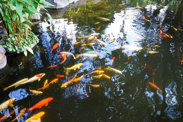 istock Colorful Koi fish in natural pond 1357408279