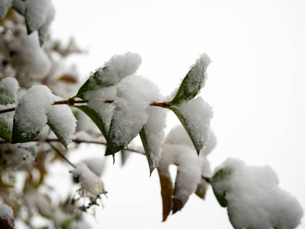 istock Branches of trees in the snow 1357409254