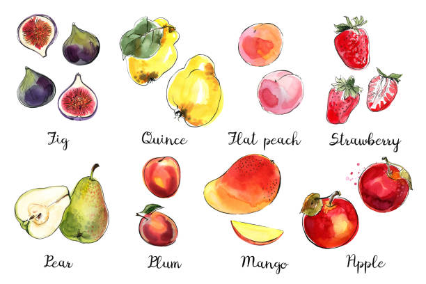 fruchtskizze von lebensmitteln in aquarell und tinte. skizze von farbigen produkten auf weißem hintergrund. feige, quitte, flacher pfirsich, erdbeere, birne, pflaume, mango, apfel - nectarine peaches peach abstract stock-grafiken, -clipart, -cartoons und -symbole