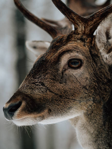 istock Deer in winter forest. Snow covered woodland. 1357410138