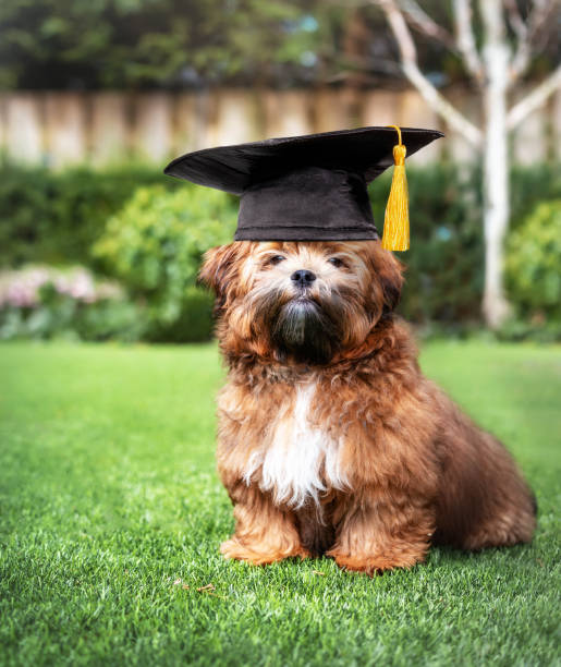 뒤뜰에서 졸업 모자와 사랑스러운 강아지. - dog graduation hat school 뉴스 사진 이미지