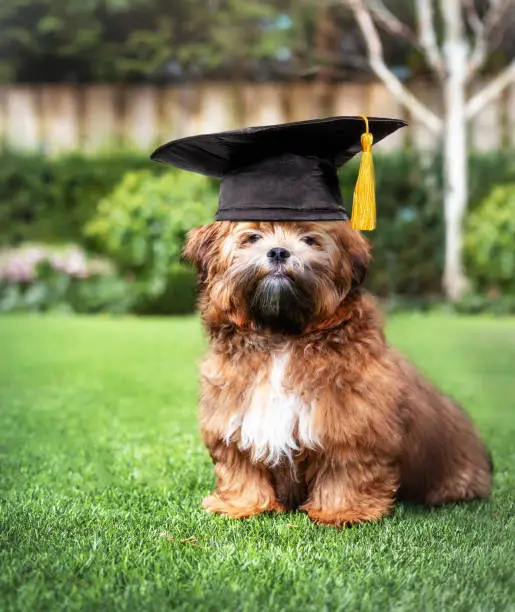 Shichon or Zuchon teddy bear puppy sitting on grass. Funny concept for graduation, training class, academic certifications or diplomas. Selective focus.