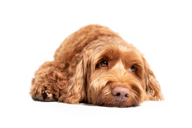 슬프거나 졸린 표정으로 땅에 누워 있는 라브라두들 개. - dog sadness large isolated 뉴스 사진 이미지
