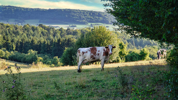 istock A sunny day in Saarland with a view over meadows into the valley. 1357410416