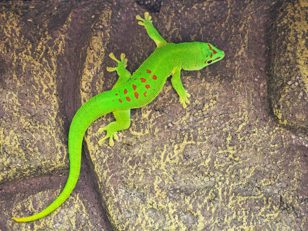 istock the emerald green geko is and beautiful tepid predator. 1357410581
