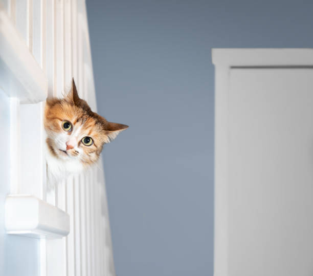 190+ Cat Peeking Around Corner Stock Photos, Pictures & Royalty-Free Images - iStock 190-cat-peeking-around-corner-stock-photos-pictures-royalty-free-images-istock