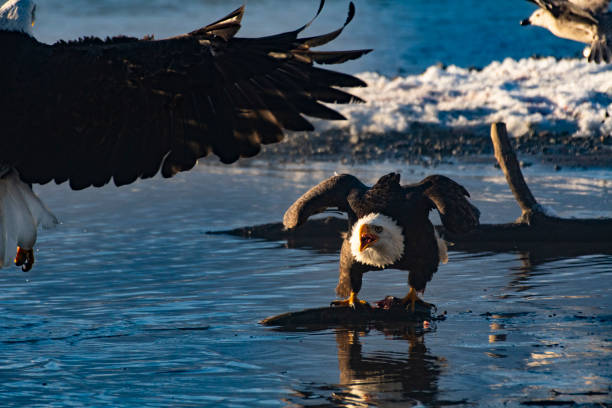 A white Bellied Sea Eagle flying over the sea with a Tilapia in it's grasp.