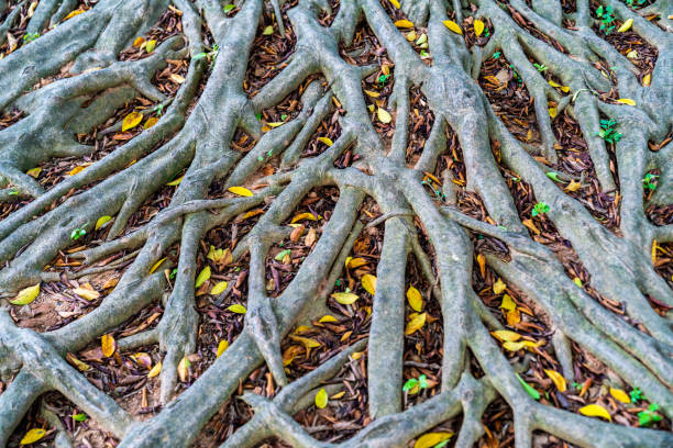 istock The branches and leaves of a large tree 1357413824