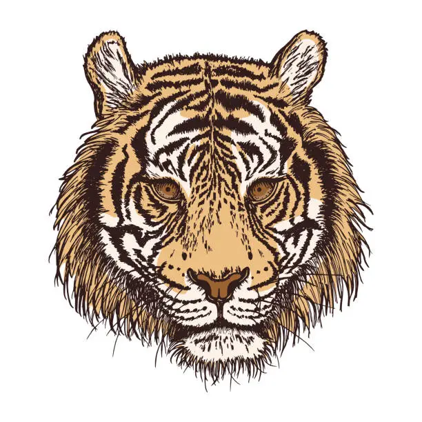 Vector illustration of Tiger head, hand-drawn in ink and painted.