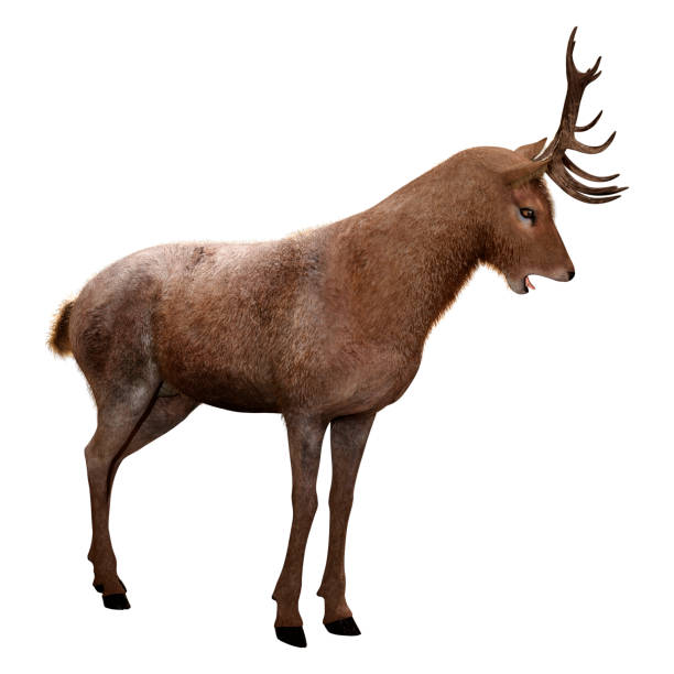istock 3D illustration male deer on white 1357415294