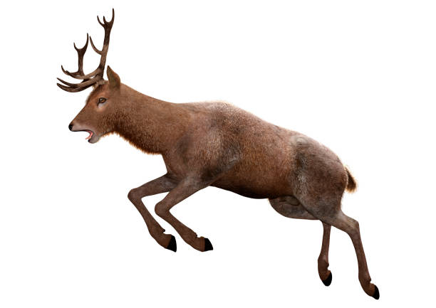 istock 3D illustration male deer on white 1357415302