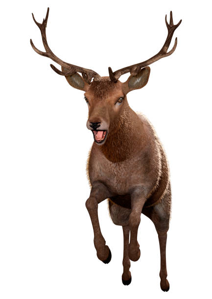 istock 3D illustration male deer on white 1357415364