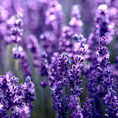 Selective focus Lavender flowers at sunset rays, Blooming Violet fragrant lavender flower summer landscape. Growing Lavender, harvest, perfume ingredient, aromatherapy. Lavender field lit by sunlight