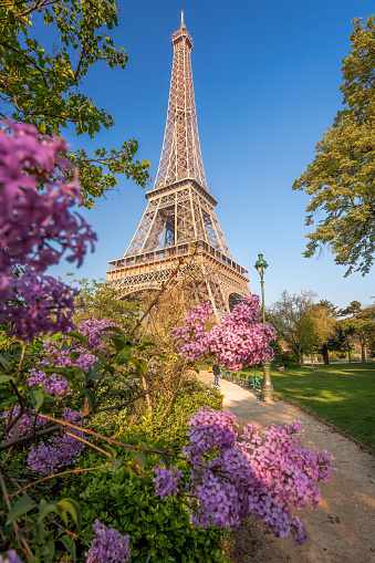 Eiffel Tower with flowering trees during springtime in Paris, France
