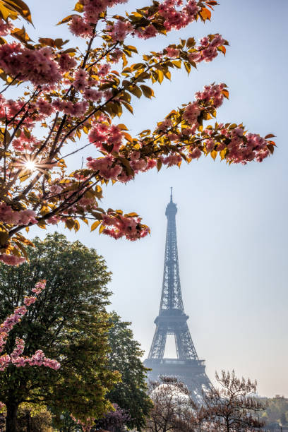 istock Eiffel Tower with flowering trees during springtime in Paris, France 1357417162