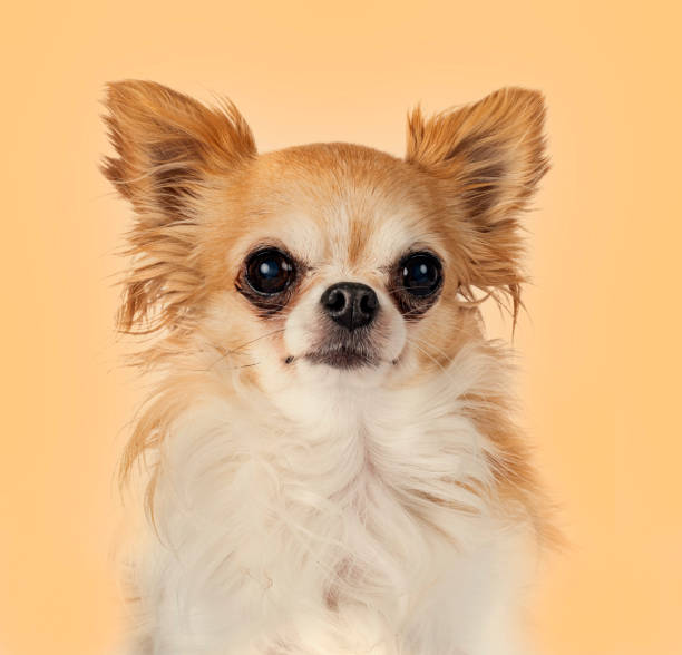 istock head of chihuahua 1357418087