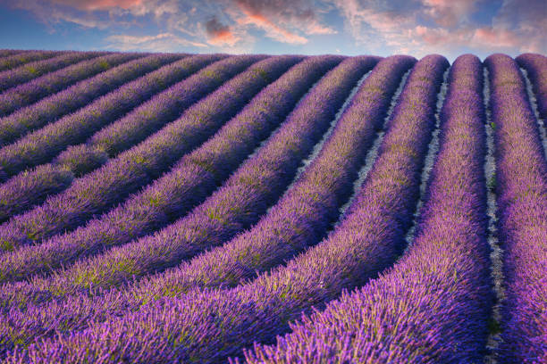 istock Sunset over lavender field in Provence 1357418351