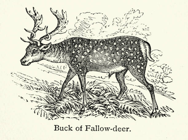 Vintage illustration Buck of the  European fallow deer, Dama dama. A species of ruminant mammal belonging to the family Cervidae.
