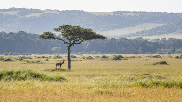 topi, damaliscus lunatus, takes shade from the sun under the canopy of an acacia tree, masai mara, kenya. - masai mara national reserve masai mara topi antelope imagens e fotografias de stock