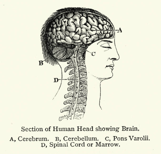 Human anatomy, Cross section of head showing brain, Cerebrum, Cerebellum, Pons Varolii, Spinal cord vector art illustration