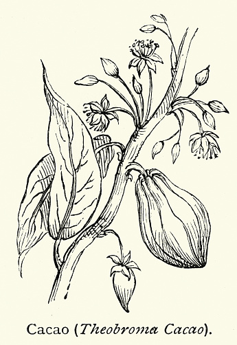 Vintage illustration Cocoa plant, Theobroma cacao Its seeds, cocoa beans, are used to make chocolate liquor, cocoa solids, cocoa butter and chocolate