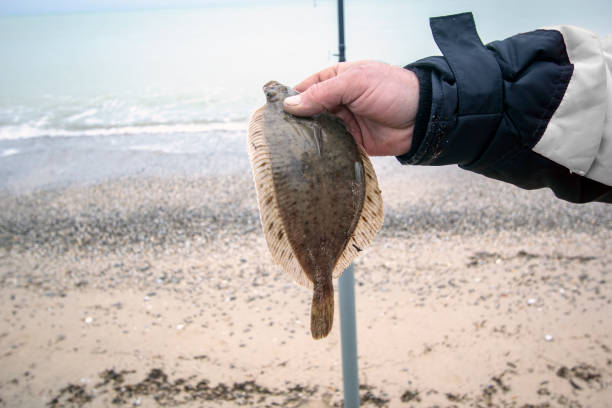 flounder freshly caught from the sea.