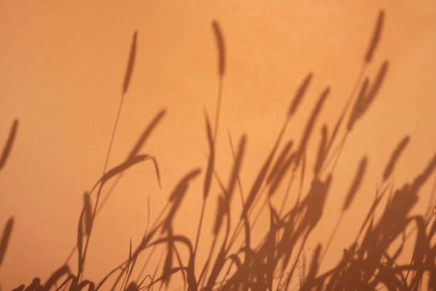 istock Shadow of ears on orange background. Sunny 1357421179