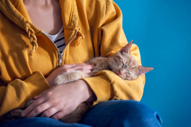 istock Cute ginger kitten sleeps in hands 1357421554