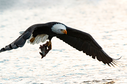 chum salmon run and bald eagles return to haines, alaska after absence last year