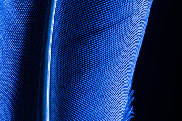 istock blue macro feathers,Macro shot a bird feather close-up in Black background ,Parrot feather macro texture 1357422259