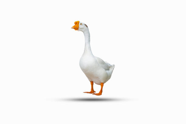 istock white swan isolated on a white background 1357422969