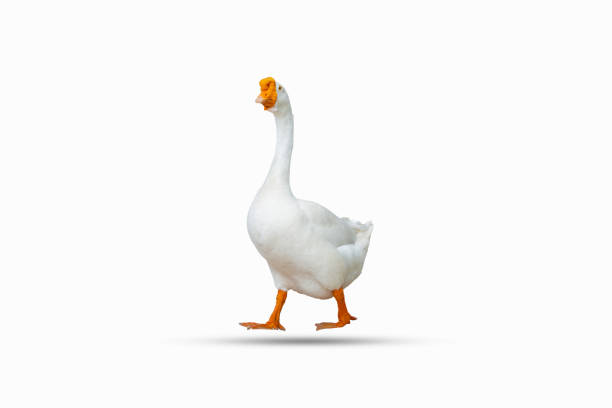 istock white swan isolated on a white background 1357422970