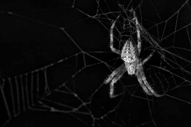 cross spider in the web. the hunter lurks for his prey. even in the late working hours they are ready to catch insects that fly into their web